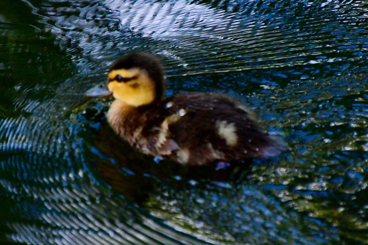 Canard colvert - ML620642461