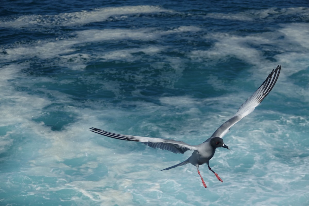 Swallow-tailed Gull - ML620642464