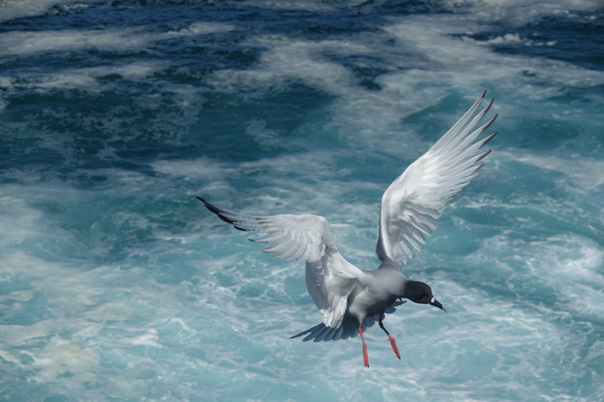 Swallow-tailed Gull - ML620642465