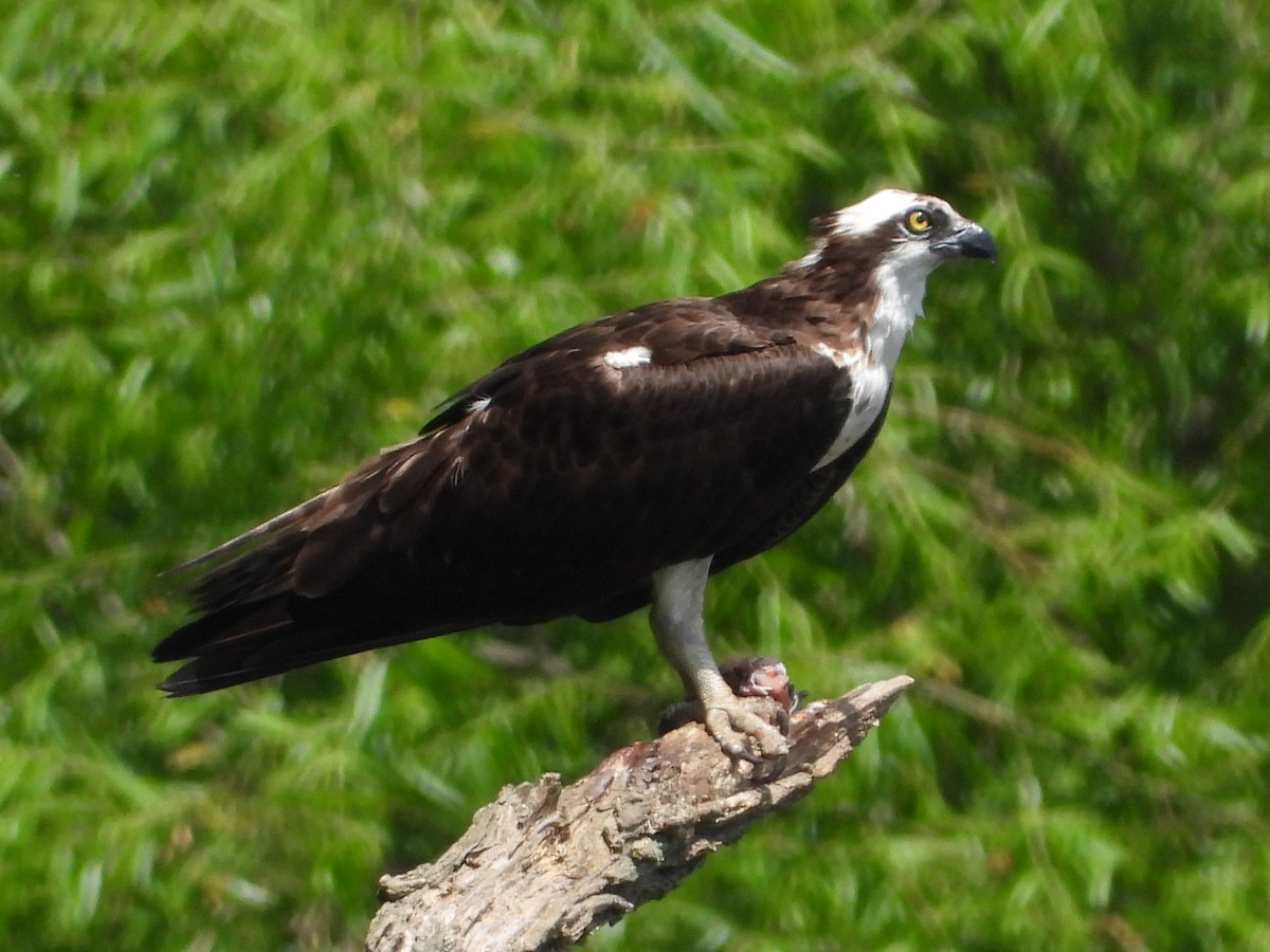 Águila Pescadora - ML620642471