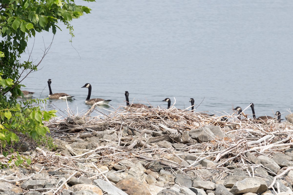 Canada Goose - ML620642478