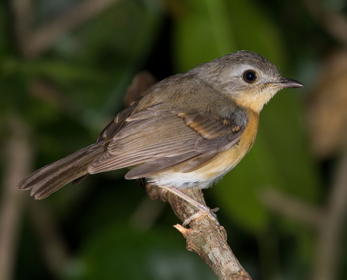 East Coast Akalat - ML620642479