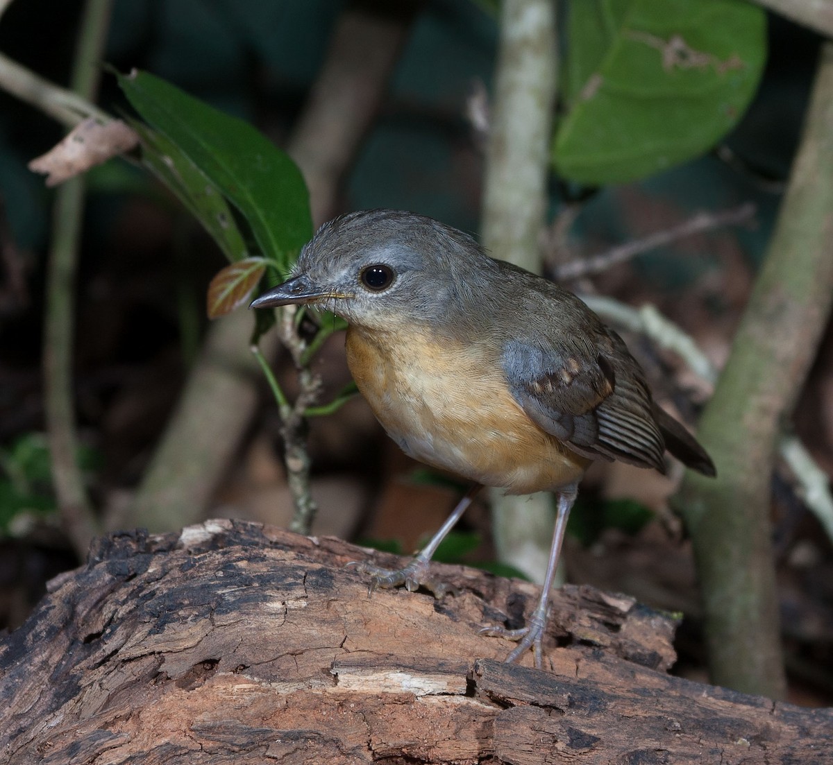 East Coast Akalat - ML620642481