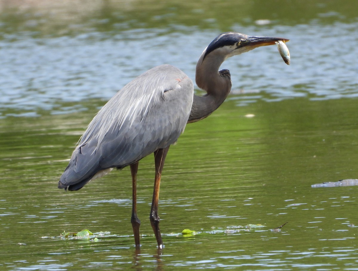 Great Blue Heron - ML620642482