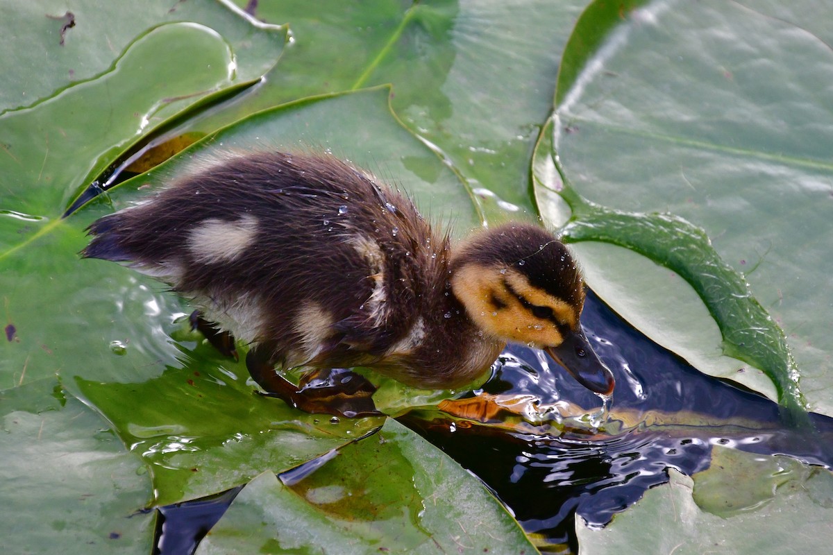 Canard colvert - ML620642483