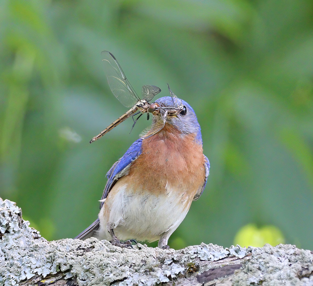 Eastern Bluebird - ML620642486