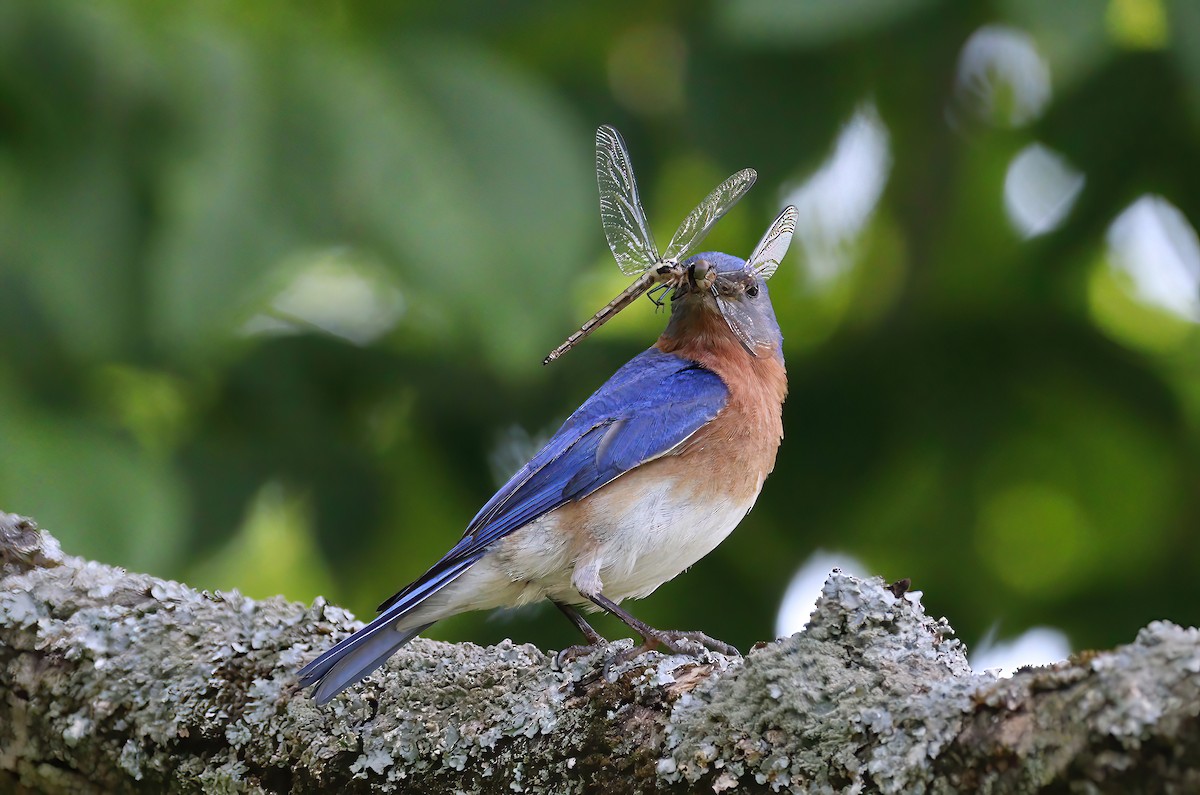 Eastern Bluebird - ML620642487