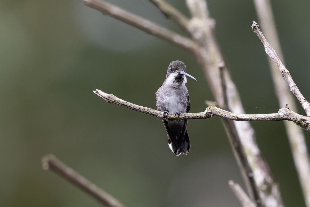 Long-billed Starthroat - ML620642489