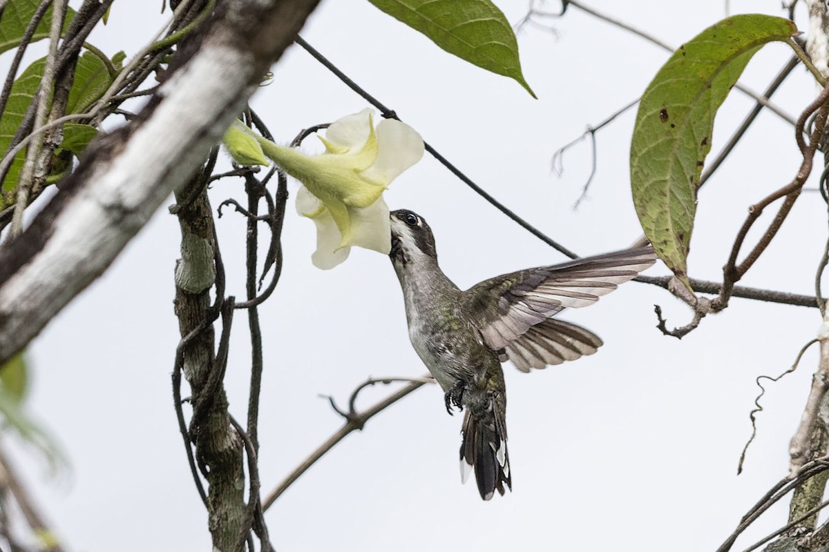 Long-billed Starthroat - ML620642490