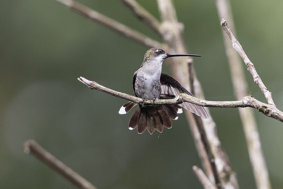 Long-billed Starthroat - ML620642492