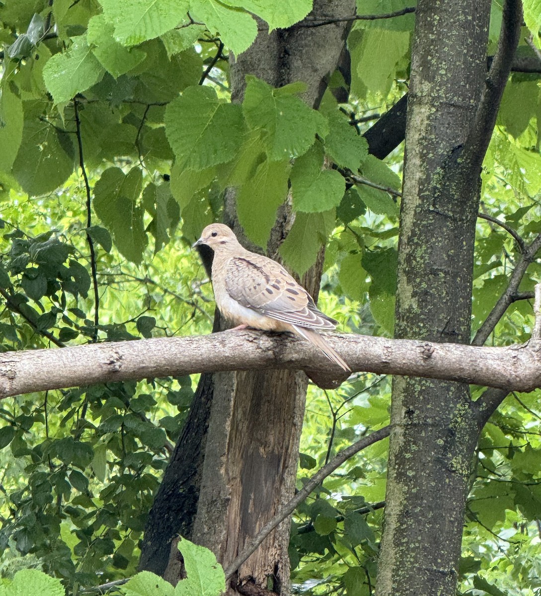 Mourning Dove - ML620642493