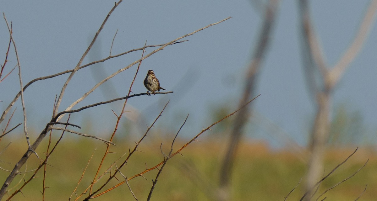 Song Sparrow - ML620642494