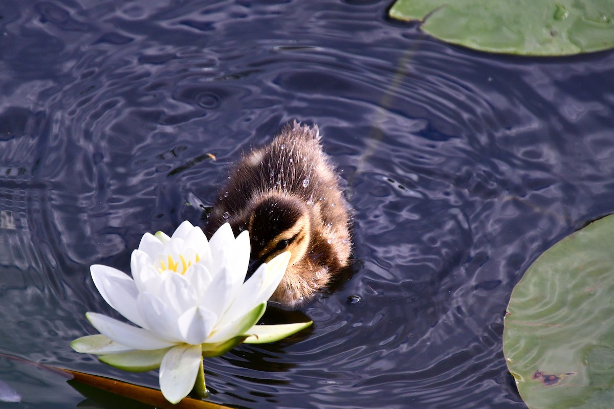 Canard colvert - ML620642495