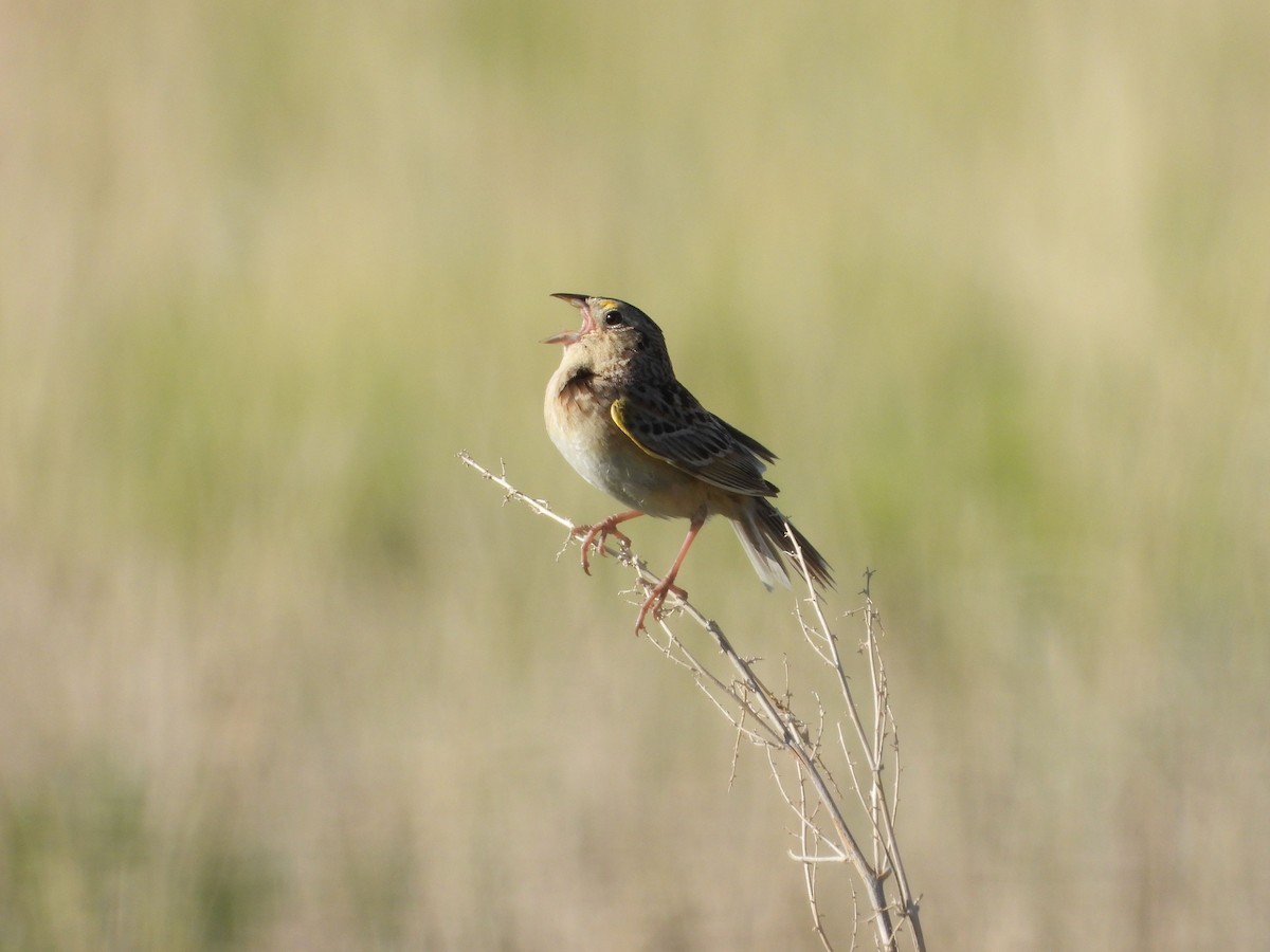 Grasshopper Sparrow - ML620642496