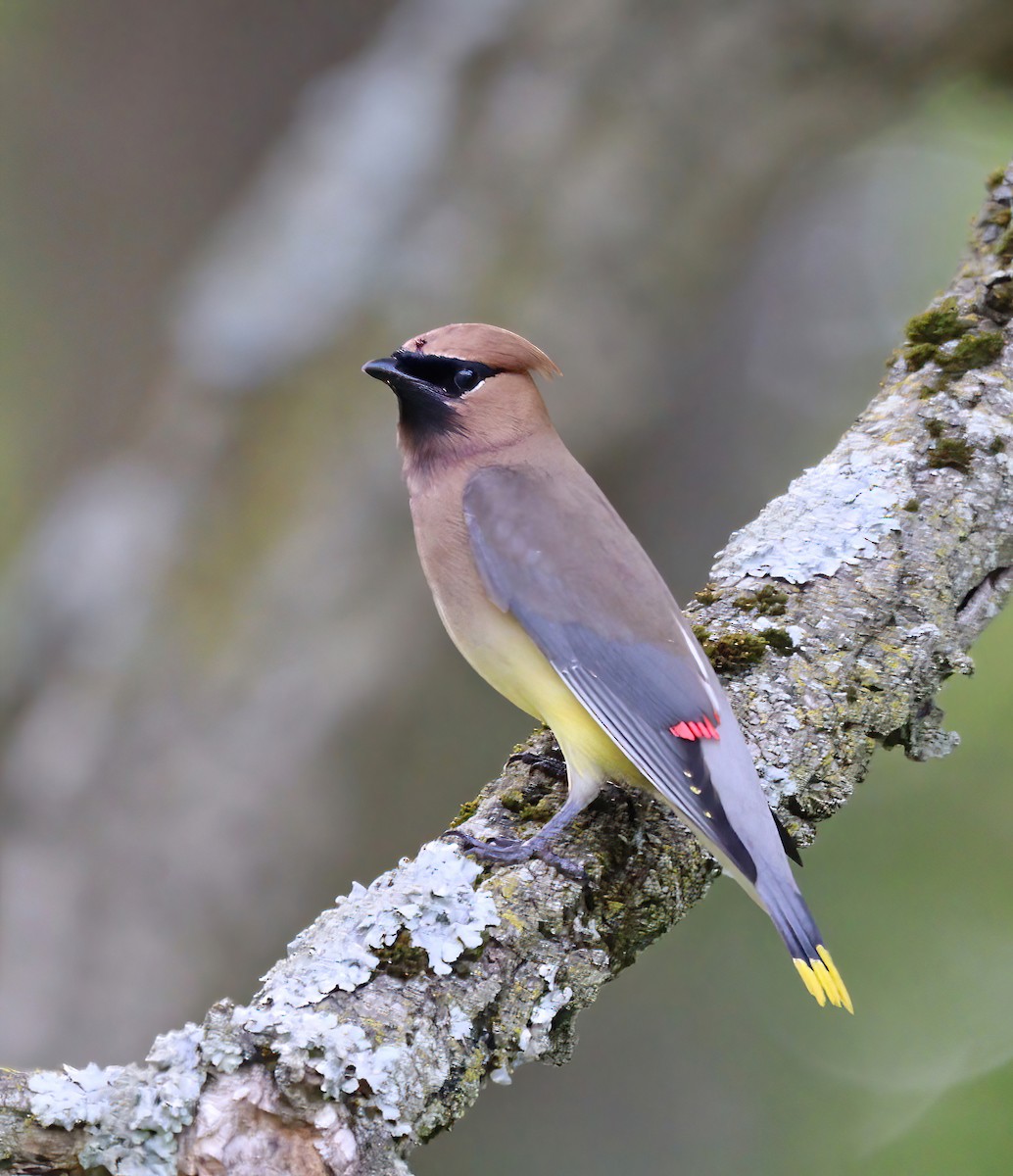 Cedar Waxwing - ML620642497