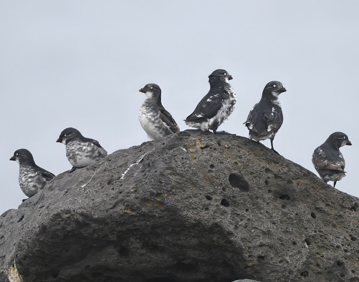 Least Auklet - ML620642498