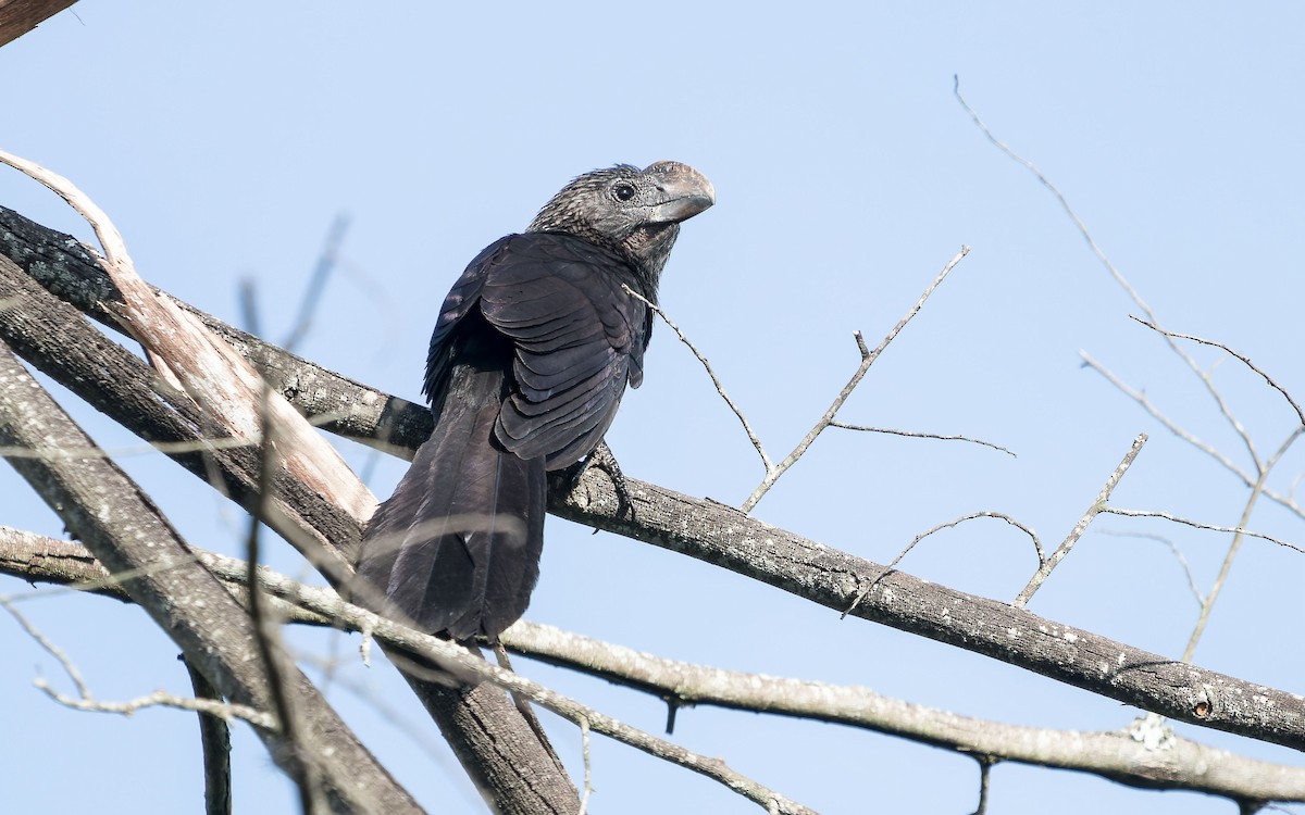 Smooth-billed Ani - ML620642499