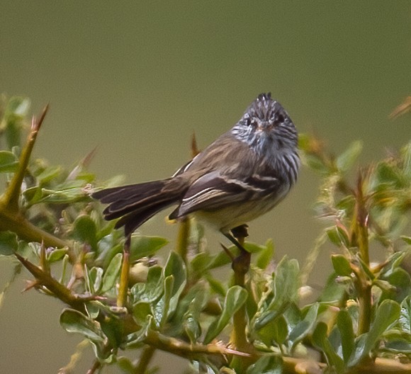 Yellow-billed Tit-Tyrant - ML620642500