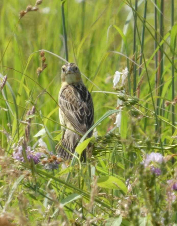 bobolink americký - ML620642501