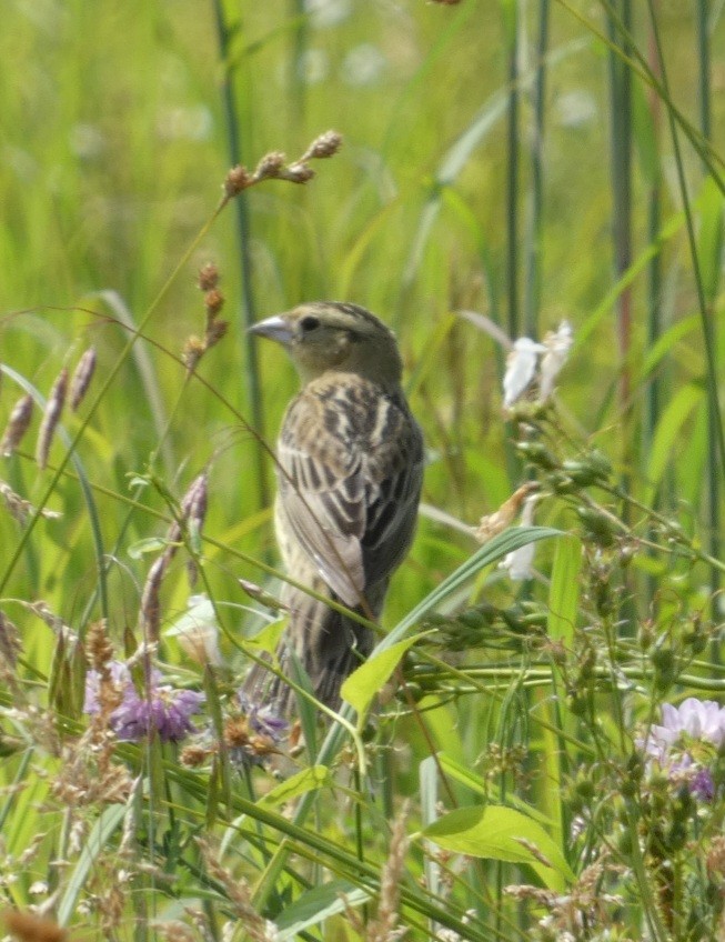 Bobolink - ML620642502