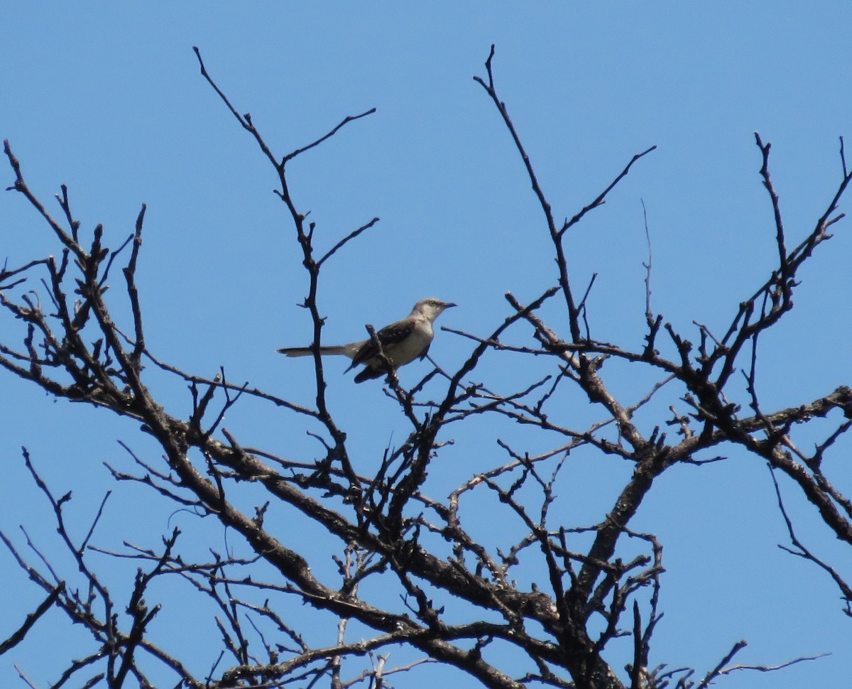 Northern Mockingbird - ML620642503