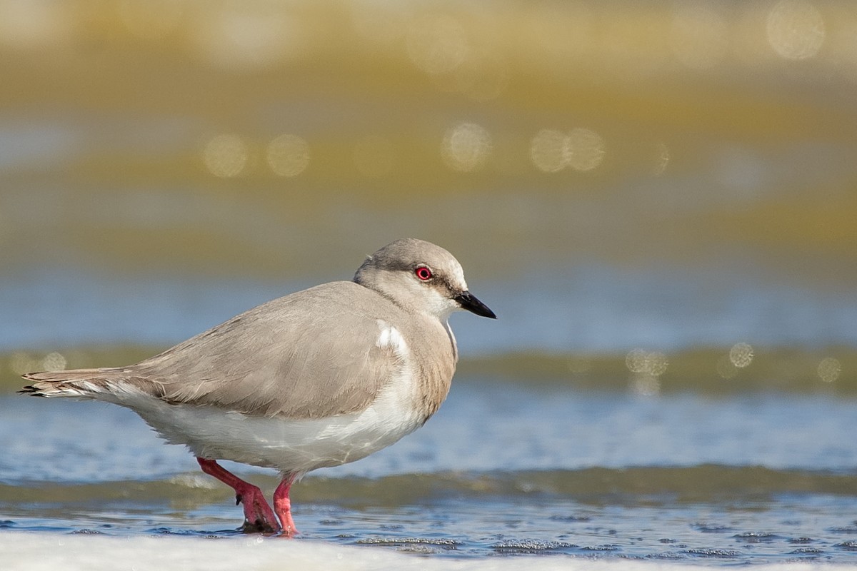 Magellanic Plover - ML620642505