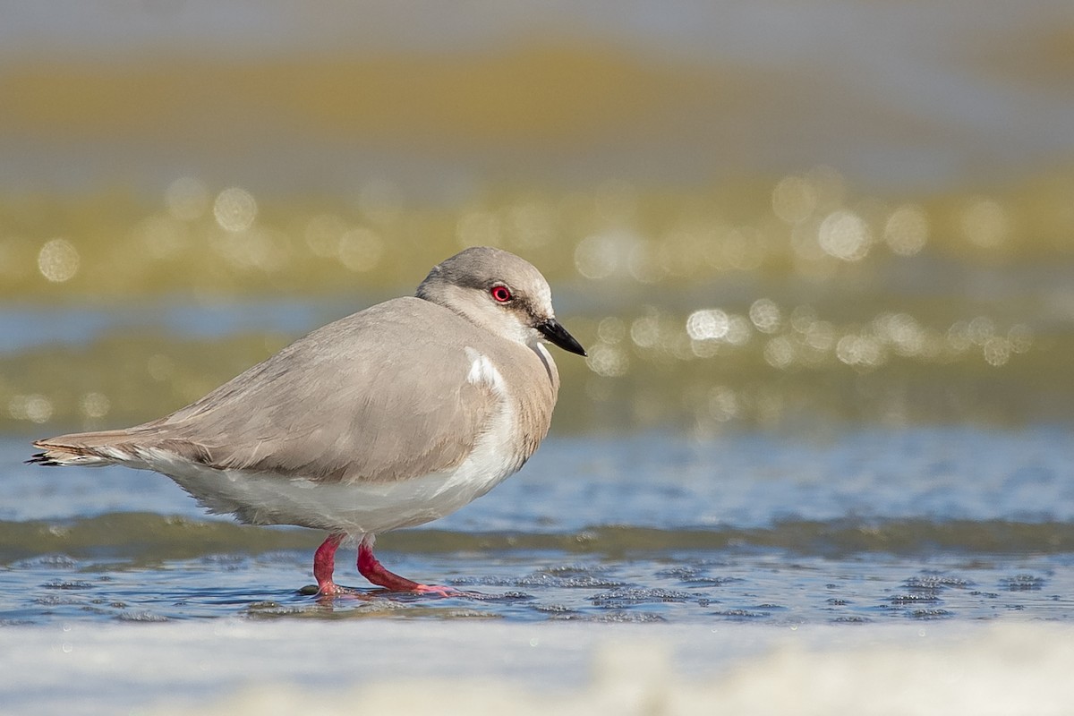 Magellanic Plover - ML620642506