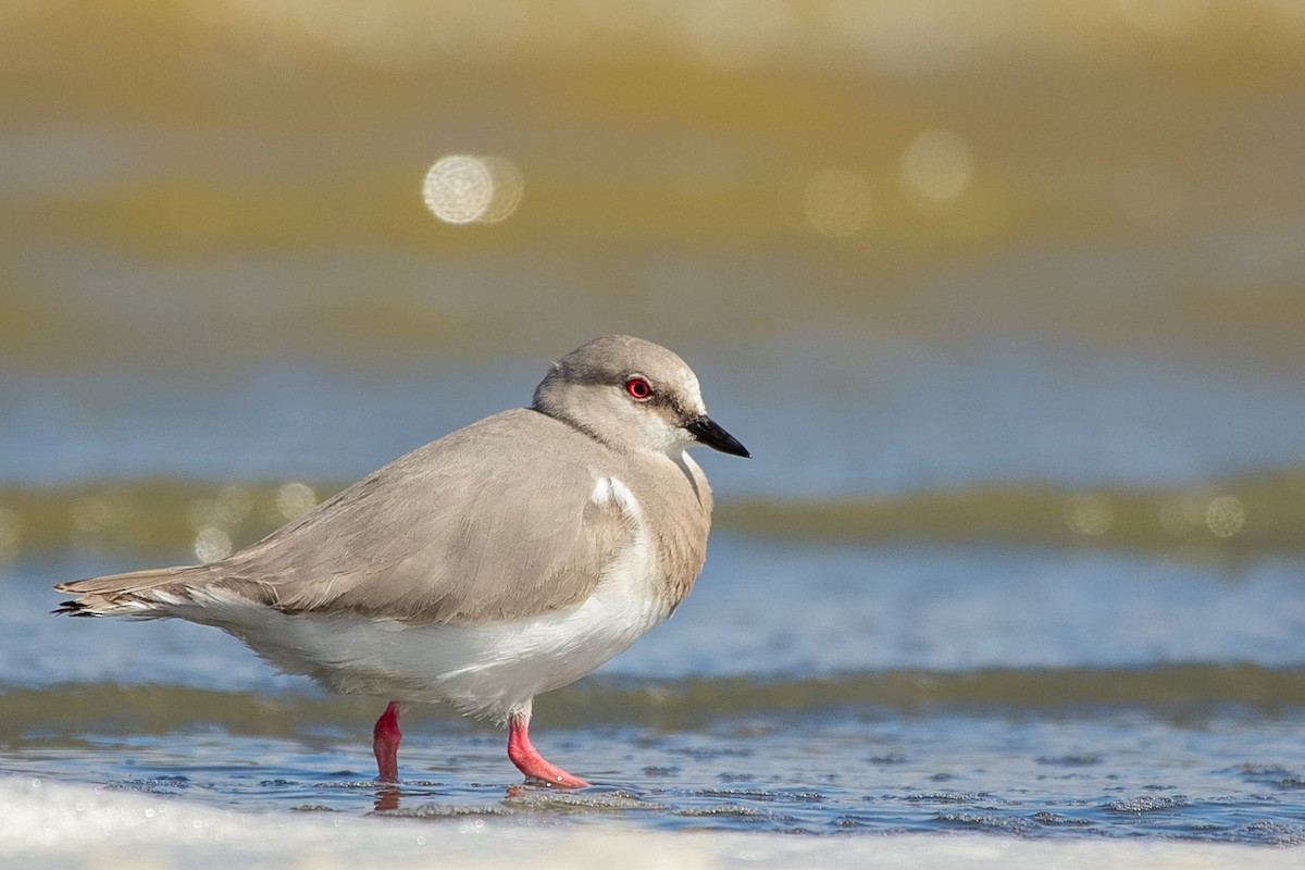 Magellanic Plover - ML620642508