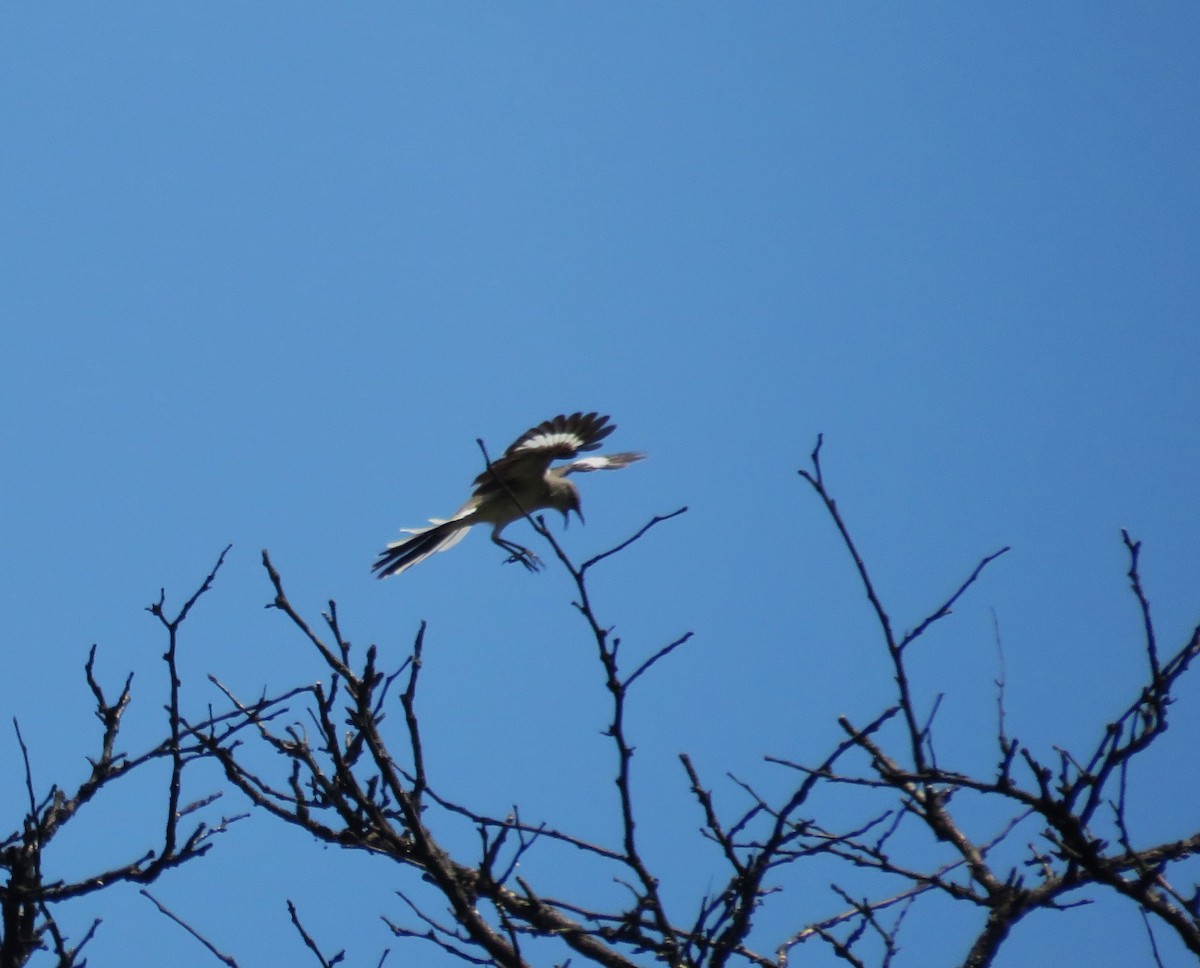 Northern Mockingbird - ML620642509