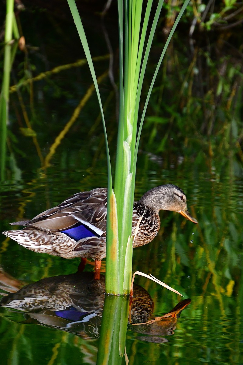 Mallard - ML620642510