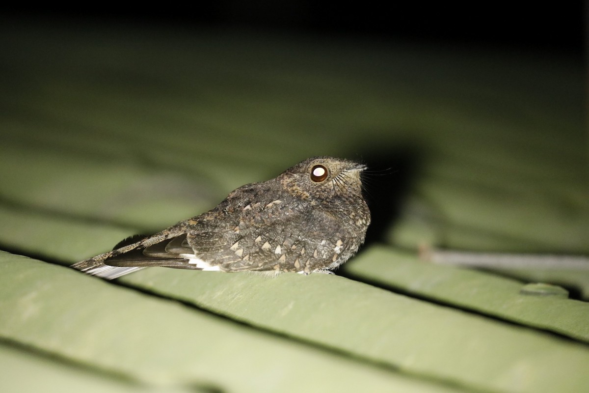 Band-winged Nightjar - ML620642511