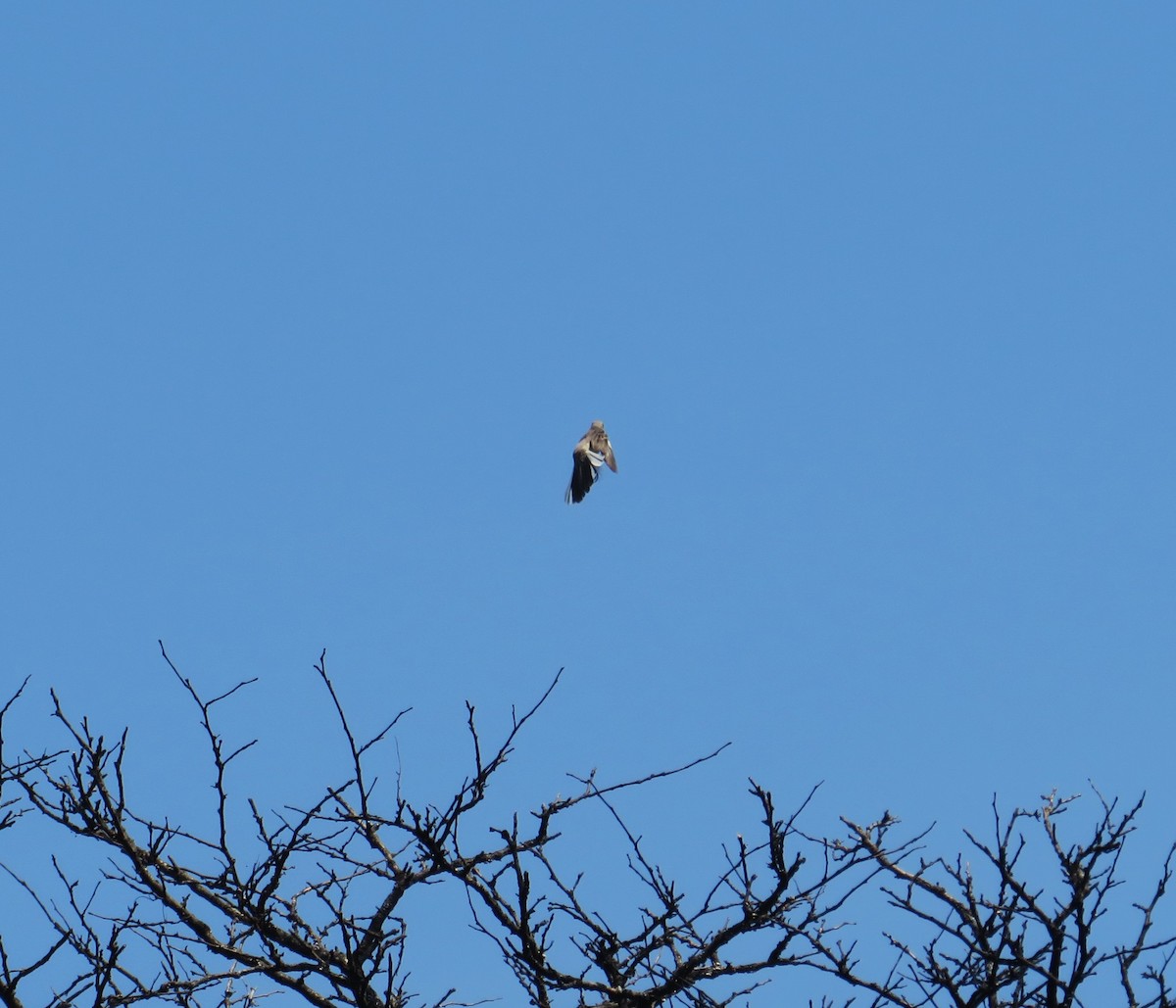 Northern Mockingbird - ML620642515