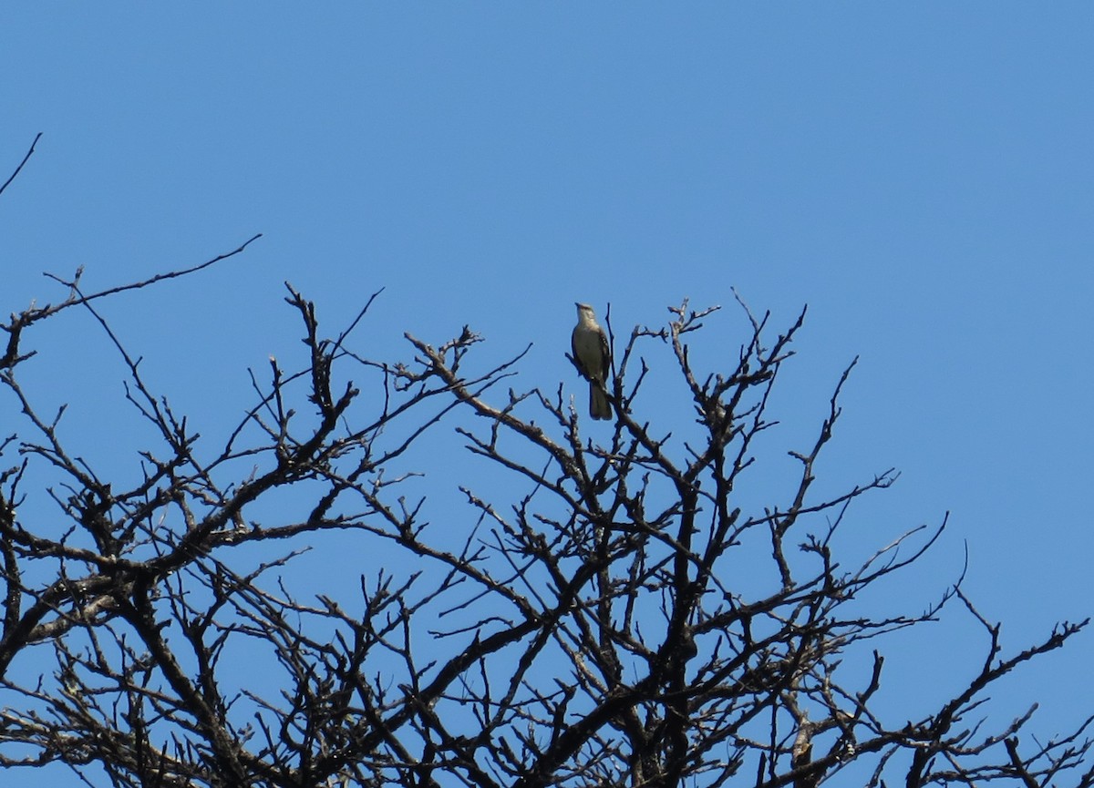 Northern Mockingbird - ML620642517