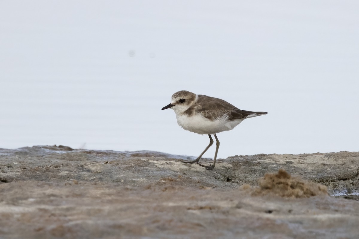 Kentish Plover - ML620642518