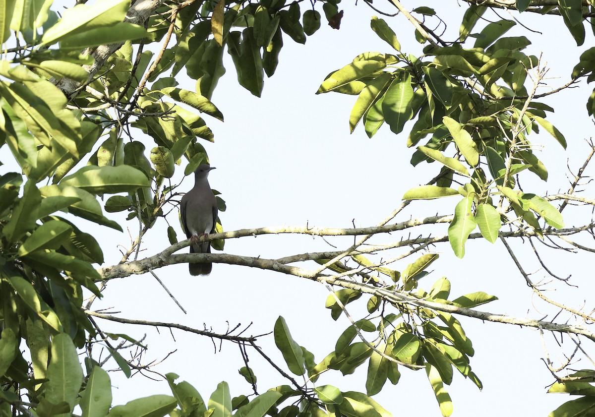 Pale-vented Pigeon - ML620642522