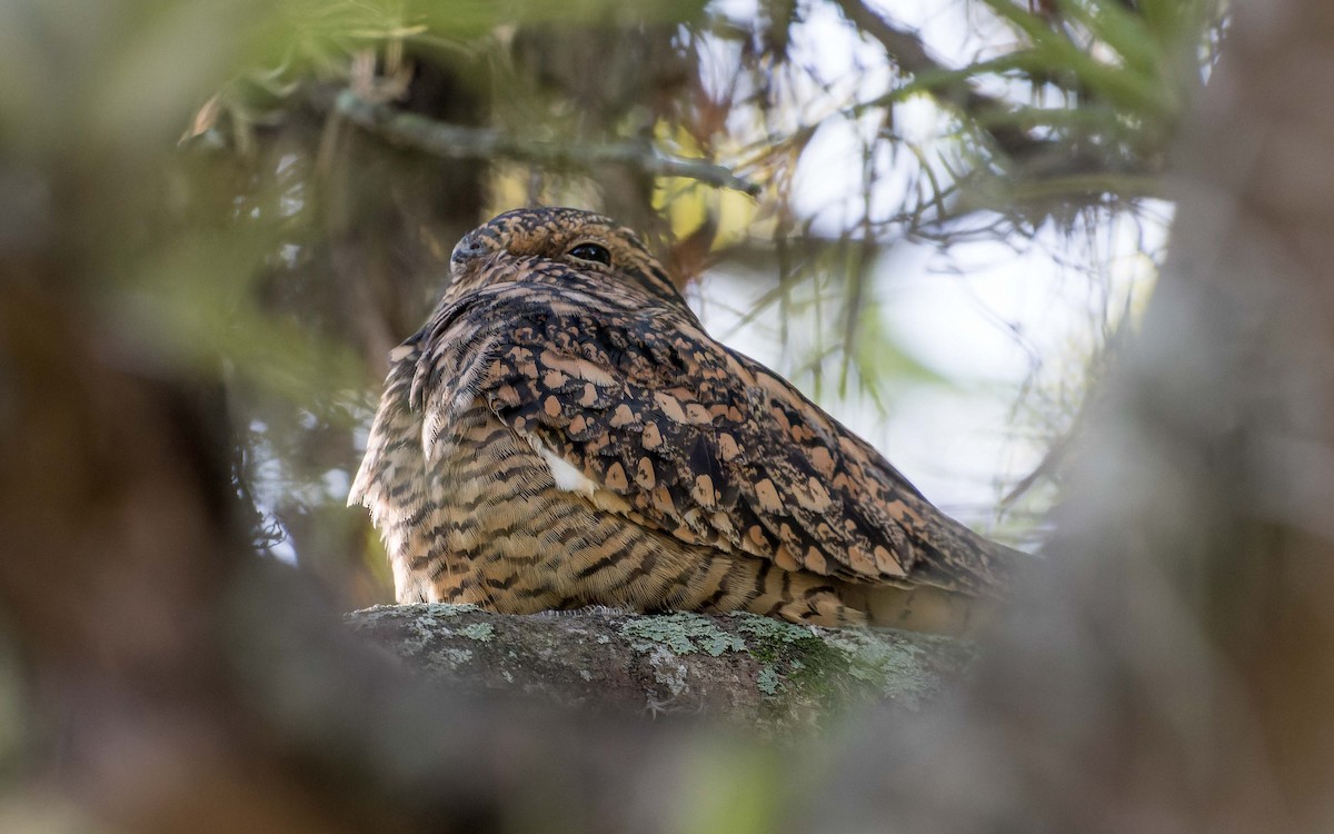 Lesser Nighthawk - ML620642523