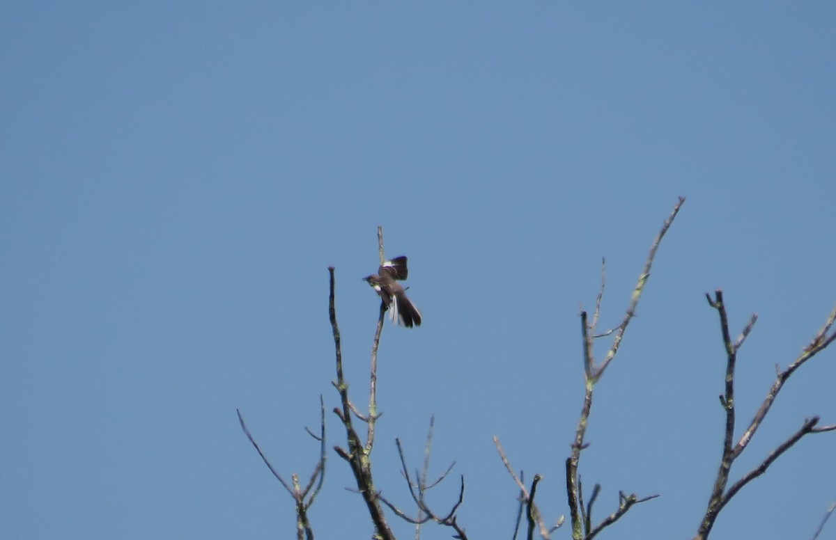 Northern Mockingbird - ML620642526