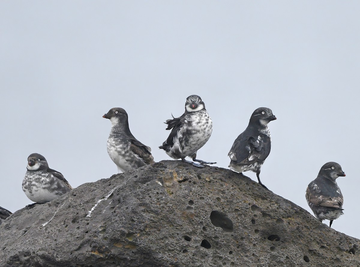 Least Auklet - ML620642527