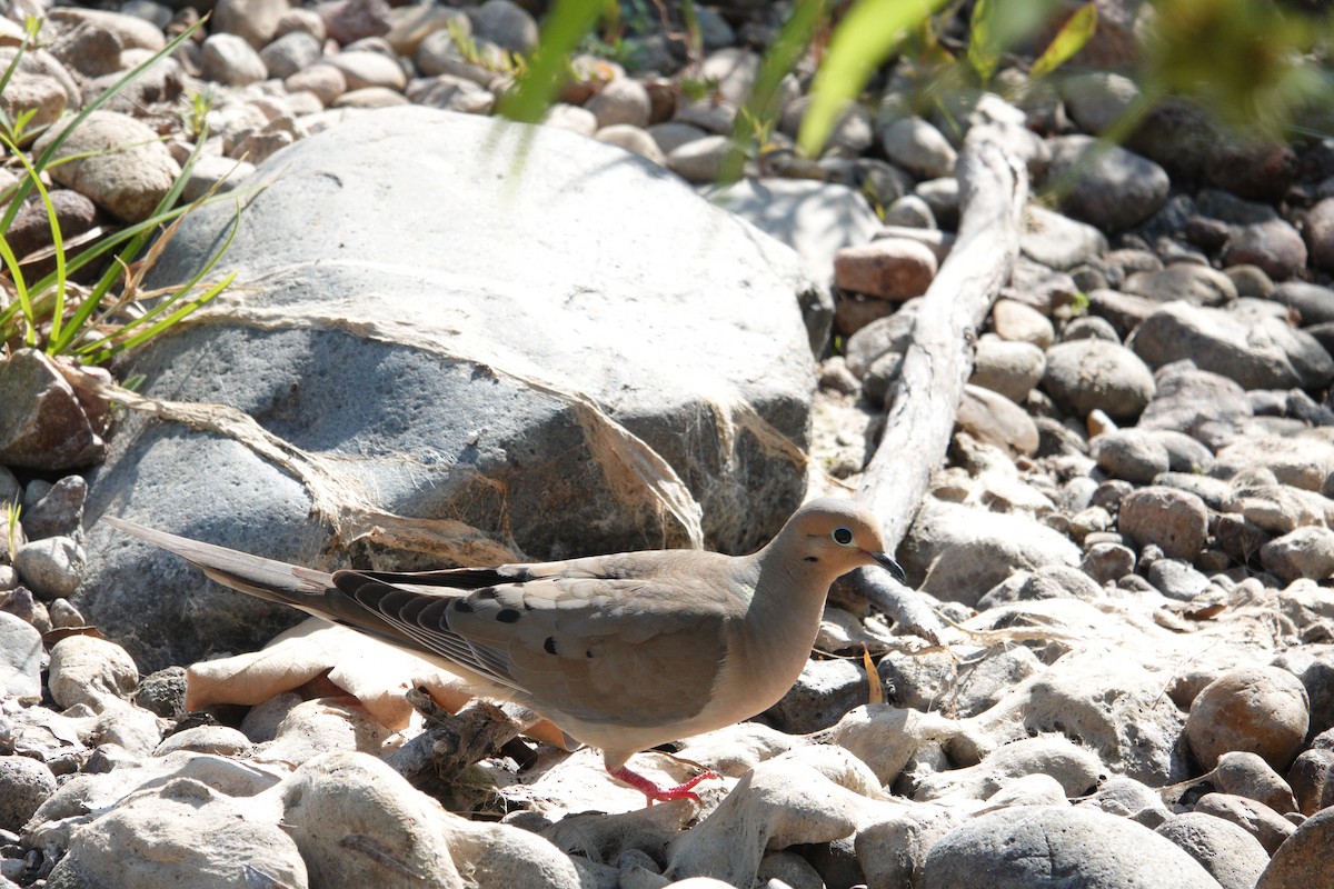 Mourning Dove - ML620642528