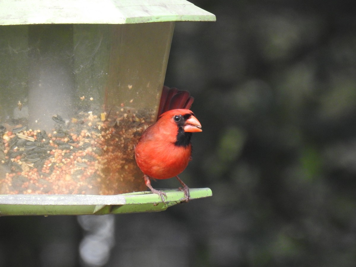 Northern Cardinal - Jack Kelly