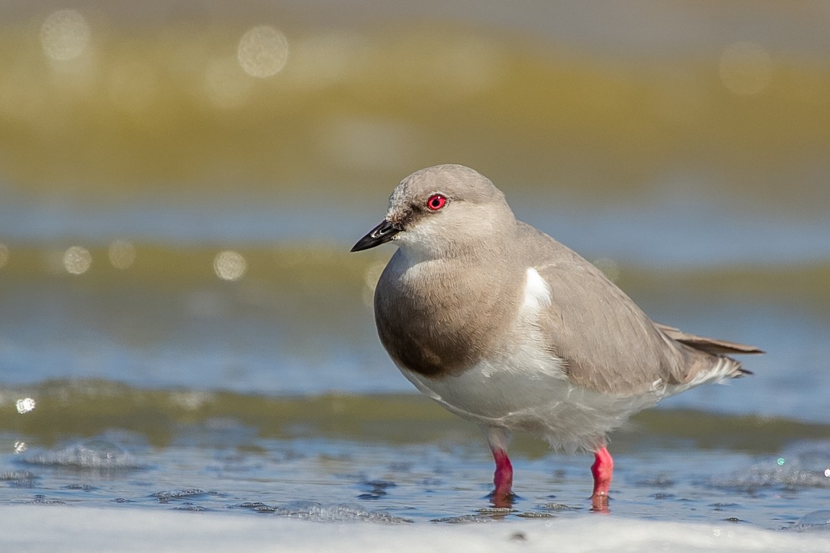 Magellanic Plover - Pablo Andrés Cáceres Contreras