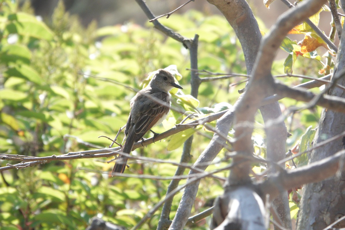 Ash-throated Flycatcher - ML620642540