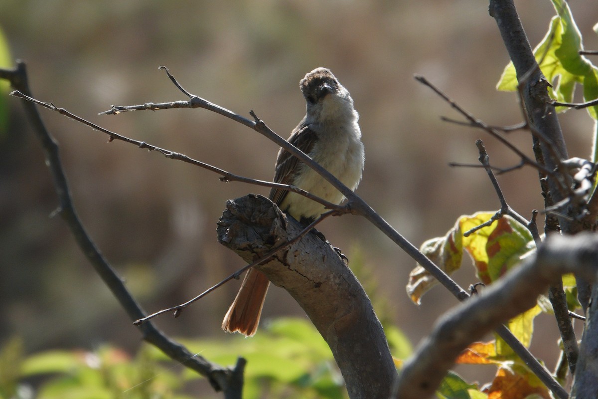 Ash-throated Flycatcher - ML620642541