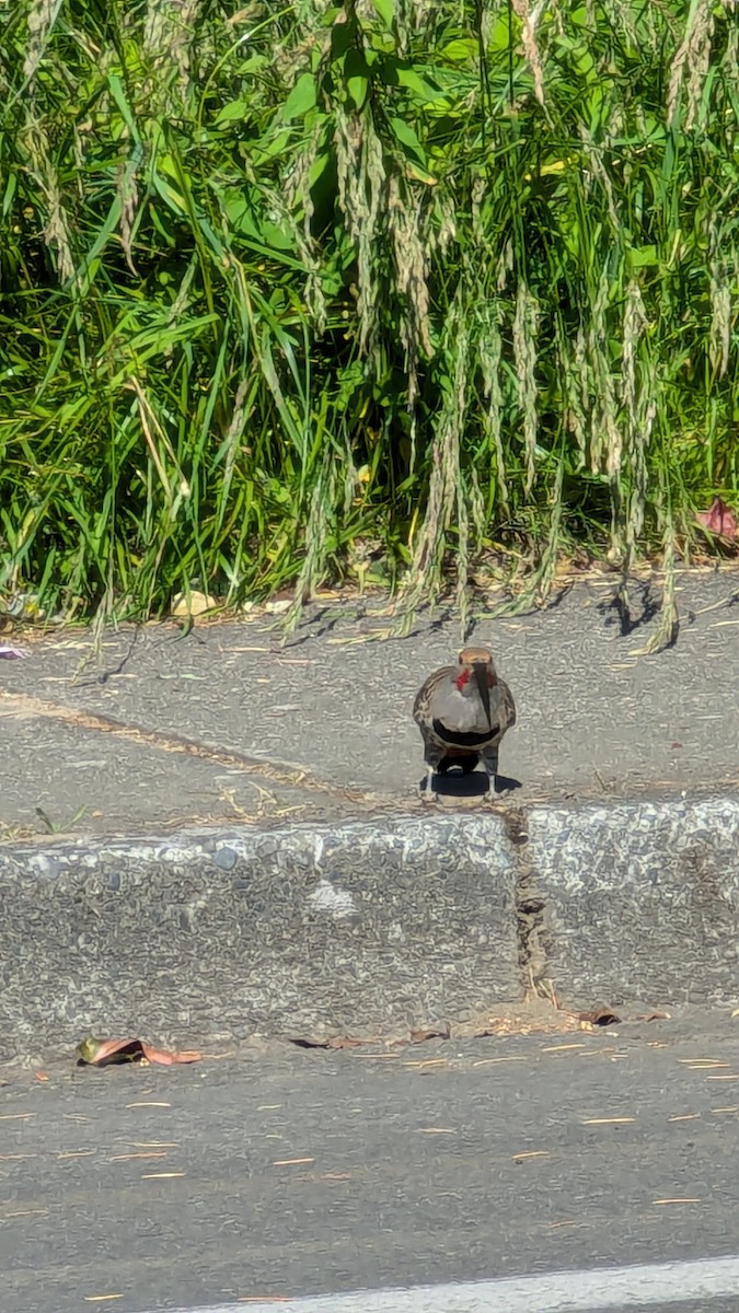 Northern Flicker - ML620642542