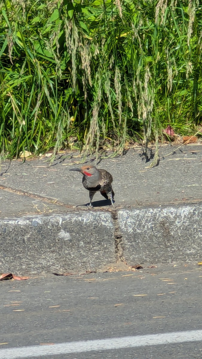 Northern Flicker - ML620642543