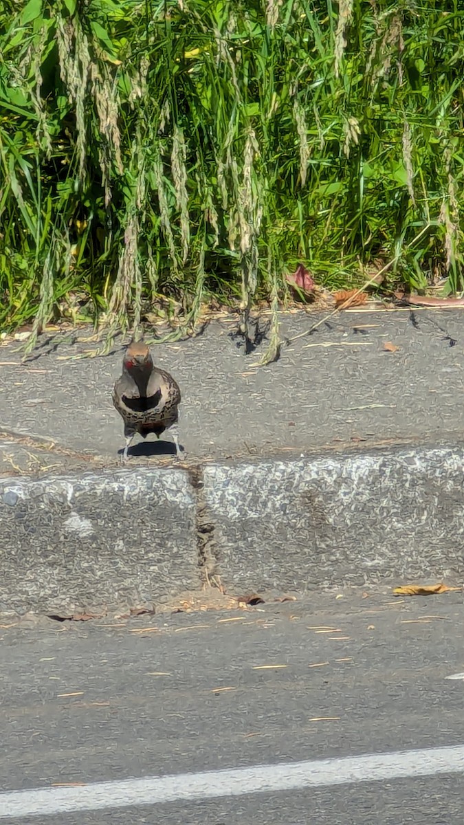 Northern Flicker - ML620642544