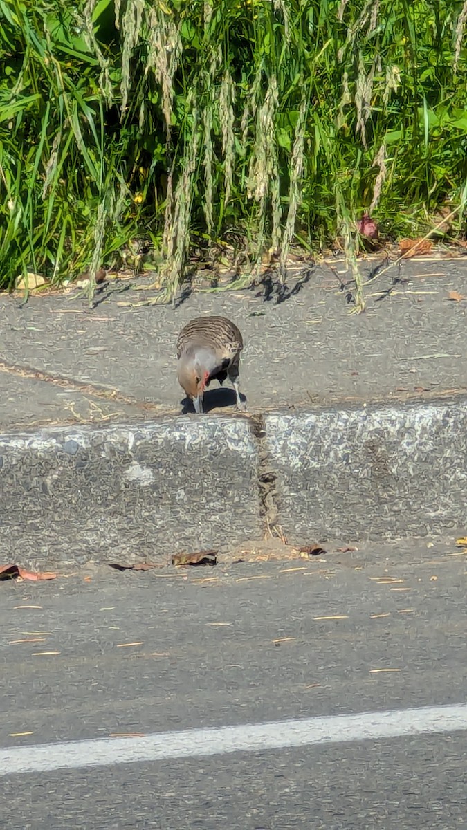 Northern Flicker - ML620642545