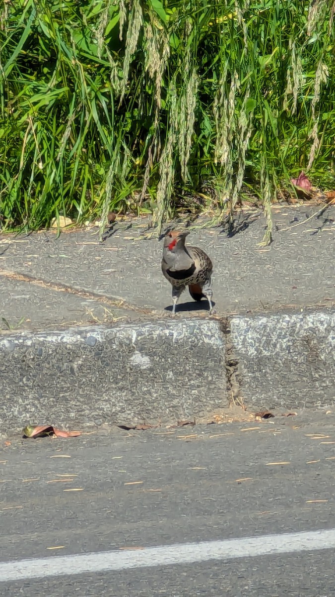 Northern Flicker - ML620642548