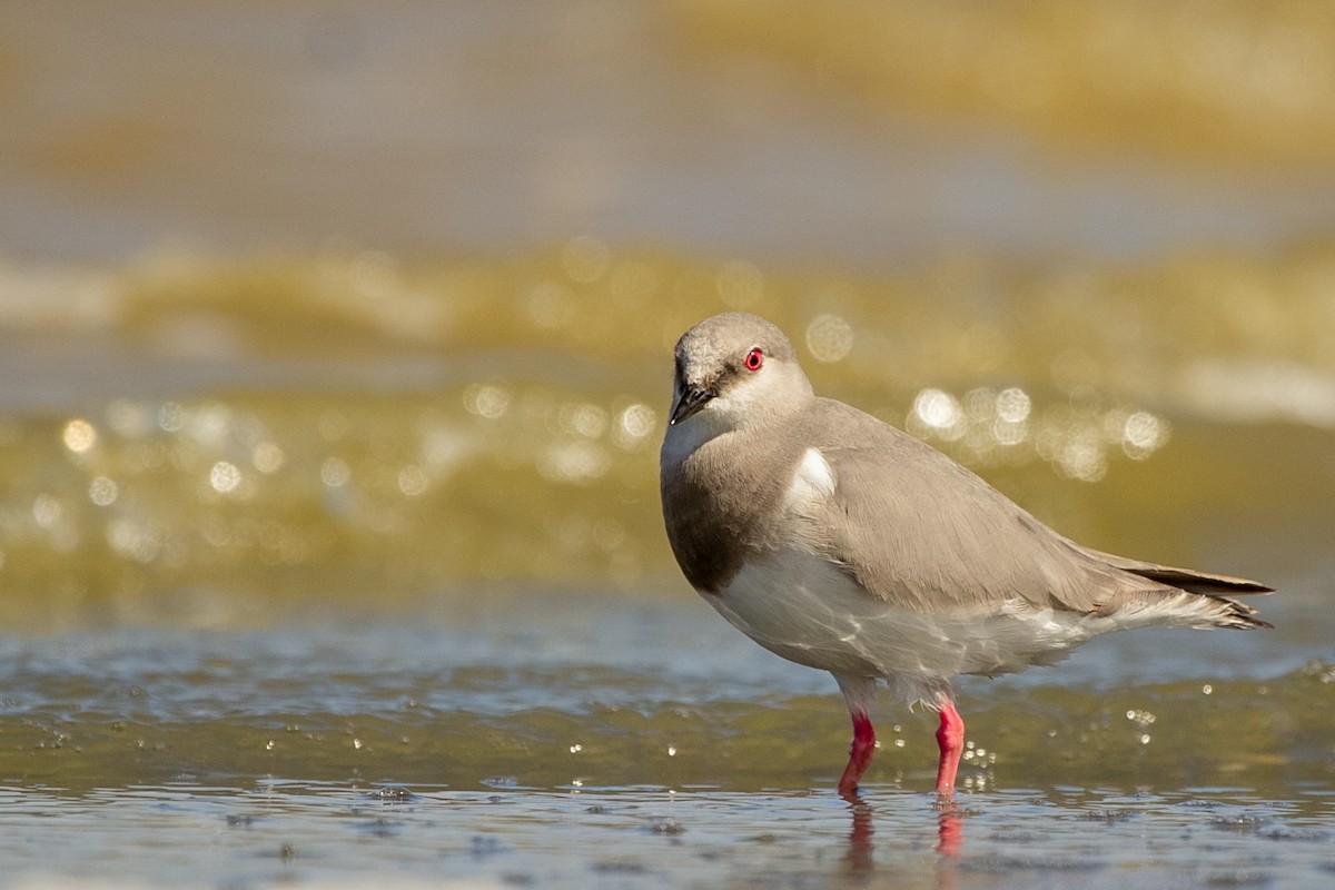 Magellanic Plover - Pablo Andrés Cáceres Contreras