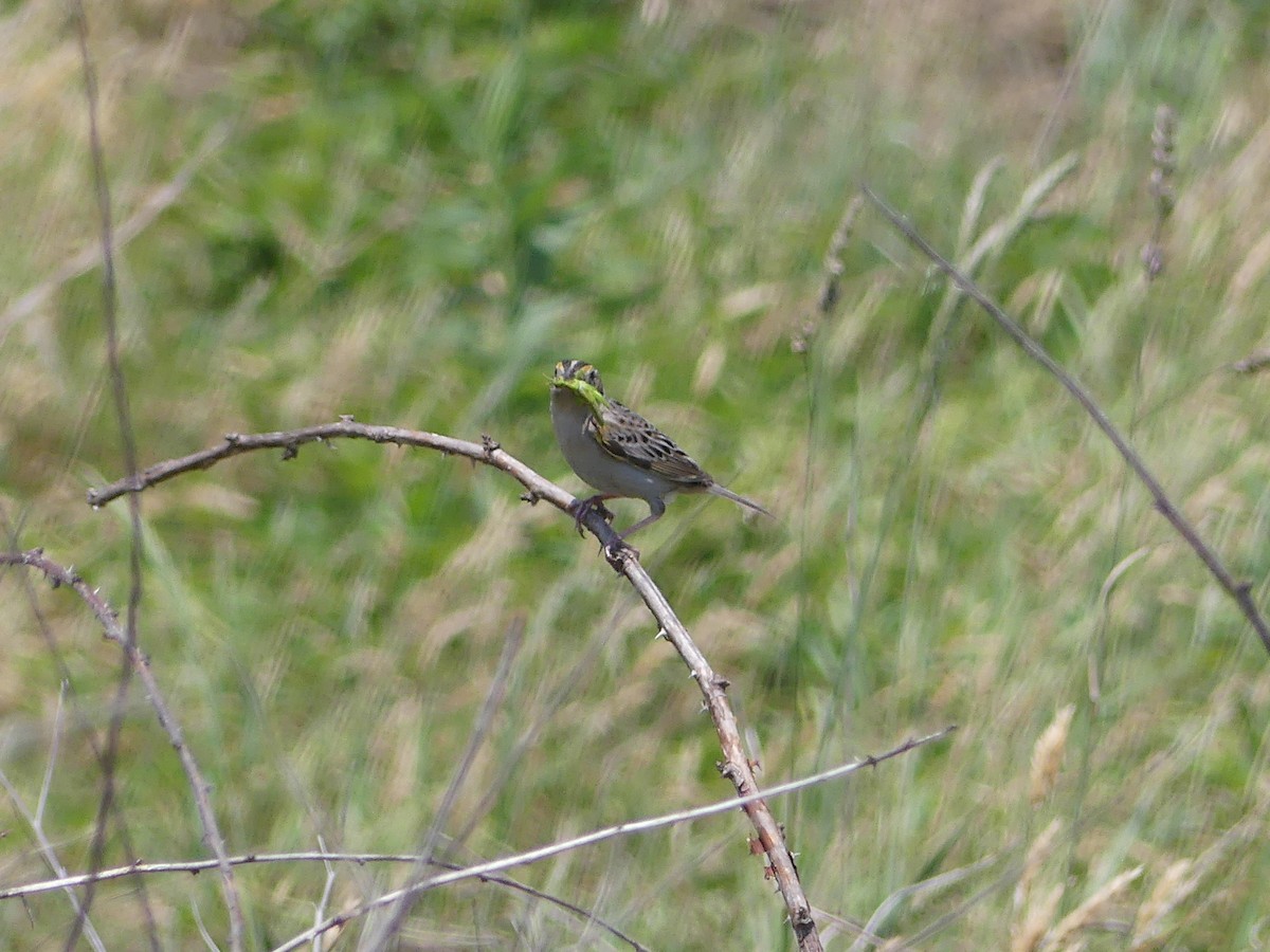 Grasshopper Sparrow - ML620642553